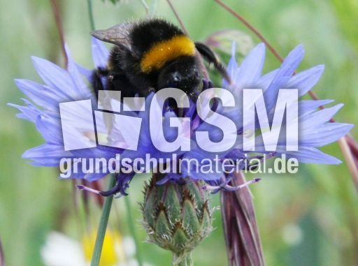 Kornblume-Hummel-143.jpg
